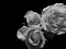 LEssence de la Rose BW II Poster Print by Monika Burkhart - Item # VARPDXPSBHT407